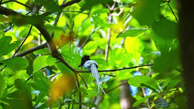 A View Of Indian Paradise Flycatcher (Terpsiphone paradisi) Perched On A Branch. Selective Focus Shot