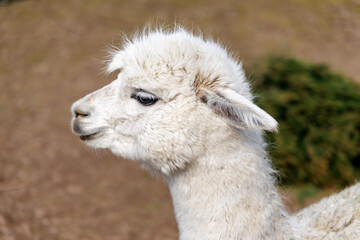 Fototapeta premium Close Up Portrait of White Alpaca Profile
