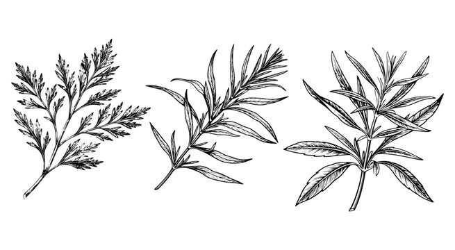 A set of culinary herbs. Parsley, sage, oregano. Vector illustration. A set of silhouettes of spicy ingredients highlighted on the background