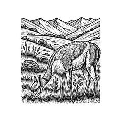 Obraz premium Detailed drawing of a grazing llama.