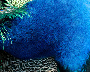Peacock feather pattern, bright green - blue bird tail texture © artemstepanov