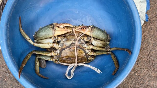 fresh giant mud crab tied with rope in blue tub at local seafood market display