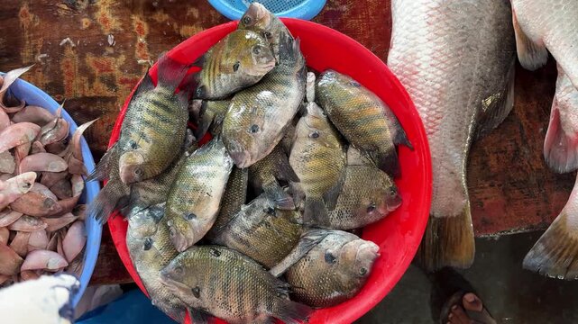 fresh tilapia fish in red bowl at traditional seafood market with large river fish display