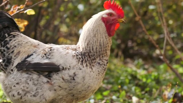 rooster walking side view on farm ground, moving through grass and leaves while scanning surroundings, free range poultry behavior in rural environment with natural outdoor activity