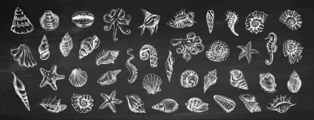 Hand drawn vintage ocean chalkboard collection with seashells octopus starfish and marine engraved vector illustration set © Mariia Mazaeva