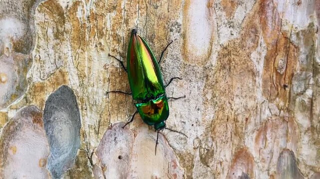 A click beetle (Campsosternus auratus) with a bright metallic green-gold coloration, slowly moving along a textured tree trunk in its natural environment.