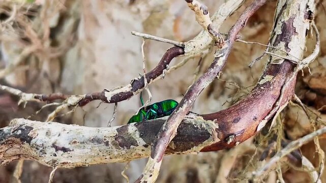 Macro video of a tropical click beetle (Campsosternus auratus), with its vibrant metallic green-gold coloration, slowly climbing dry tree roots in its natural habitat in Thailand.