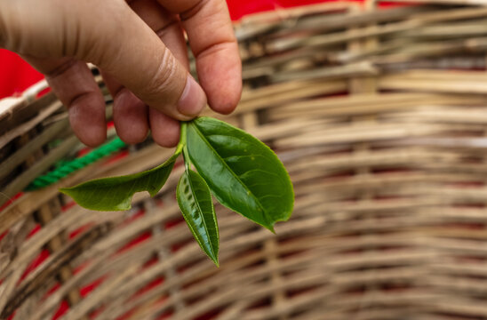Hand picking green tea leaves on farm