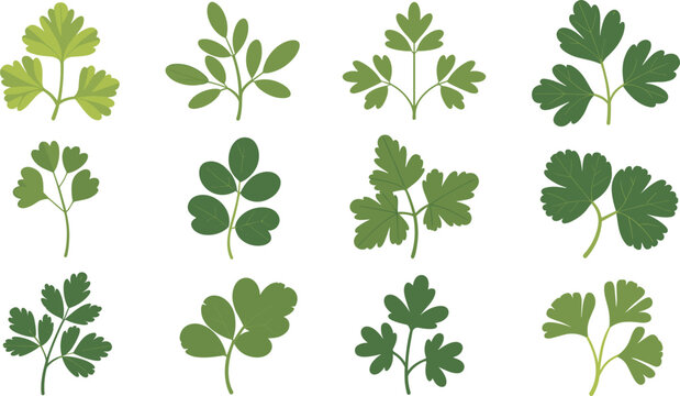 Various green herb leaves arranged in a clean grid on a white background