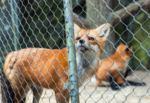 Foxes in a zoo enclosure during the day with a fence and natural habitat in the background