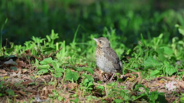 Fieldfare chick perched on the ground among green grass on a sunny spring evening, waiting and being fed a worm by its parent.