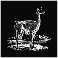 Fototapeta premium Llama standing on grassy field.