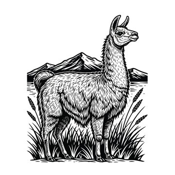 Llama standing in grassy field looking right.