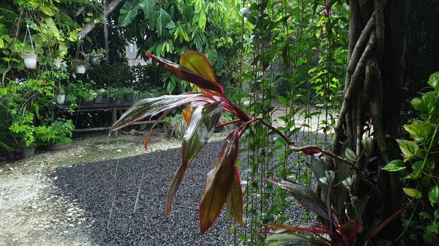 Heavy rain falls rapidly over a gravel yard and lush green tropical plants in a static shot, focusing on a bright red and green plant leaf in the wet foreground.