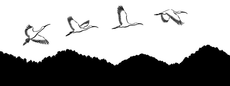 Hand-drawn Sumi ink drawings of scarlet ibises flying over mountains isolated on transparent background, Japanese style illustrations, black brush strokes
