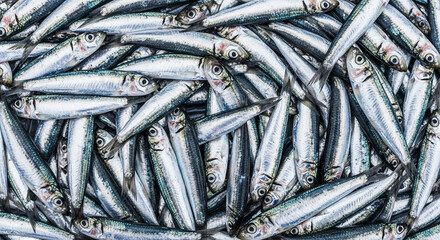 Fototapeta premium A large pile of fresh anchovies with shiny scales and big eyes