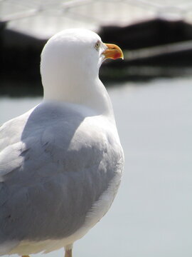 Sea Gull