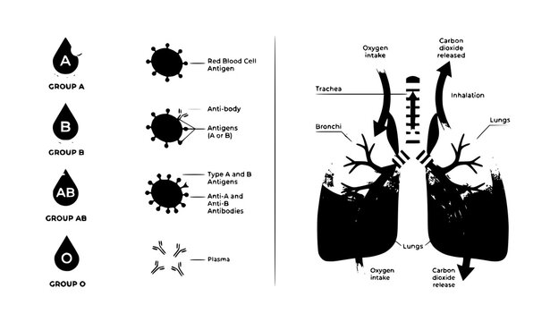 Blood group system and human lung breathing process split infographic vector illustration on white background