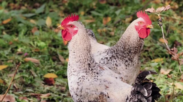 two roosters standing alert side view on farm grass, holding position and watching surroundings, natural poultry behavior in free range rural environment with outdoor awareness activity