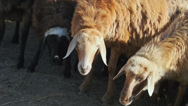 Sheep and rams grazing in farm setting representing organic livestock and eco meat production, natural feeding conditions and traditional agriculture, environmentally friendly farming concept