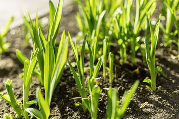 Obraz premium Young green sprouts growing in dark soil under bright spring sunlight. Fresh gardening and nature concept.