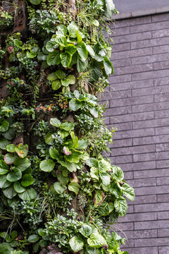 Vertical texture defines an urban architecture wall garden where plants greenery nature and sustainable design turn the surface alive