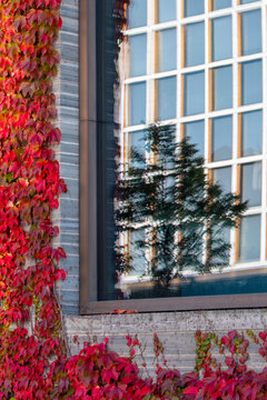 Ivy climbs across an urban architecture facade where window reflection greenery nature modern pattern and texture energize the surface