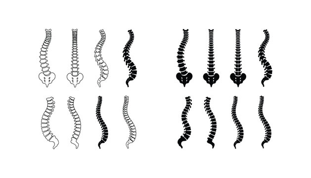 Human spine anatomy icons in various anatomical positions in outline and solid black silhouette styles for medical and chiropractic education