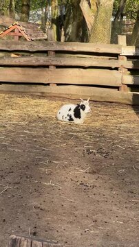 Baby goat bleating in farm enclosure