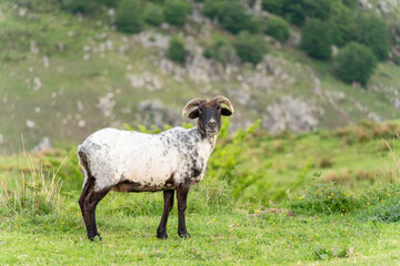 Fototapeta premium Sheep gazing at the viewer in the grass. Mountains of the Basque Country.