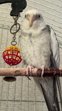 Cockatiel parrot sitting on branch inside cage