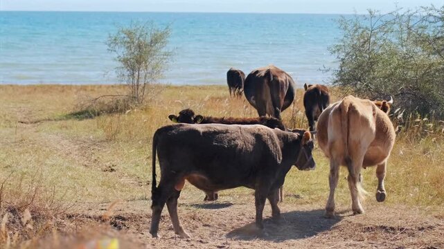 Cows walking along coastal pasture wide shot, herd moving near sea with natural grazing behavior, rural livestock farming scene, organic meat production concept, open landscape with water horizon
