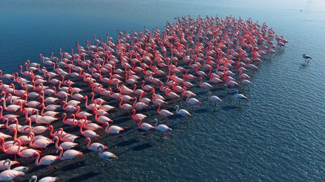Top view of large flamingo flock wading in clear water. High angle perspective of numerous flamingos forming a group in shallow water with visible ripples.