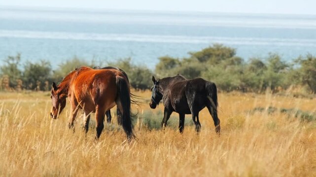 Group of horses grazing in tall dry grass near lake, herd moving across open pasture in natural environment, rural landscape, peaceful countryside scene, livestock and agriculture concept