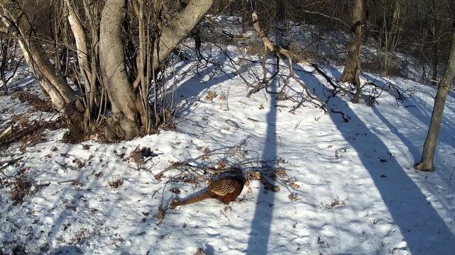 Wild pheasant walking through snowy forest in winter sunlight