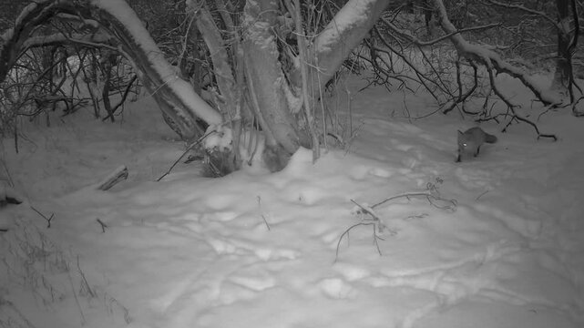 Night wildlife camera trap footage with rabbit in snowy winter forest