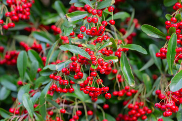 Obraz premium Red berries and green leaves of the pyracantha shrub. Close-up of ripe scarlet fruits of Pyracantha crenatoserrata in the garden. Natural berry background.