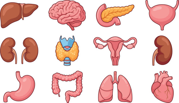 Human Internal Organ Anatomy Illustration Set with Brain, Heart, Lungs, Liver, Kidneys, Stomach, and Reproductive System Designs.
