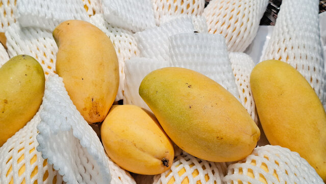 Close up of ripe yellow mangoes protected by white foam net packaging arranged in rows at a premium fruit market for healthy food concept