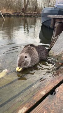 Pair of coypu feeding on apples near a pier in water