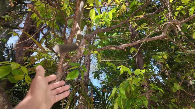 Funny reaction of a Dusky Leaf Monkey when trying to touch its tail - human and animal interaction