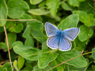 A Common Blue Butterfly Resting in a Meadow © Stephan Morris 