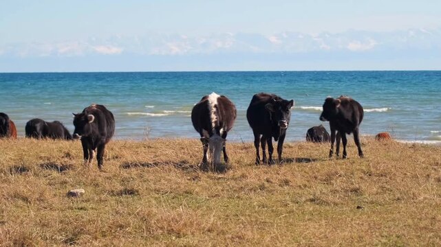 Cows standing near sea shoreline wide shot, herd resting on coastal pasture with blue water background, rural livestock farming scene, natural grazing environment, organic meat production concept