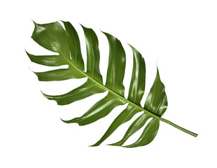 tropical monstera palm leaf tree background © studio2013