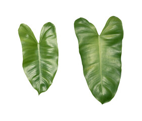 philodendron ferns leaves on a transparent background © studio2013