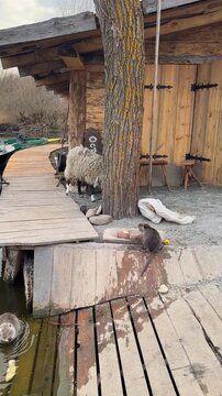 Wooden structure on pier with nutria and sheep