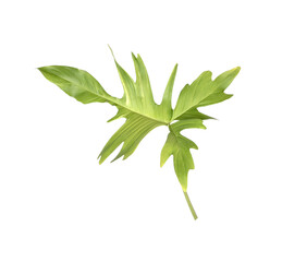 philodendron ferns leaves on a transparent background © studio2013