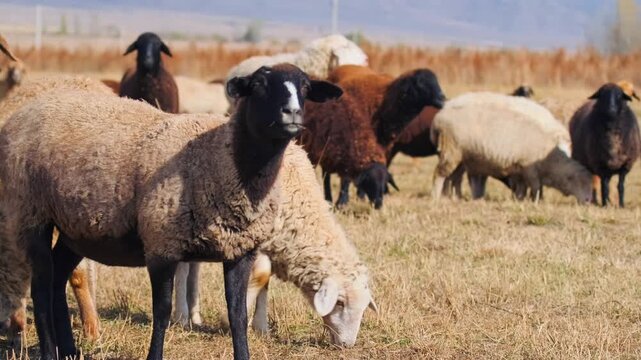 Single sheep grazing in foreground with flock in background, selective focus on feeding behavior in dry pasture showing livestock depth and natural rural farming environment