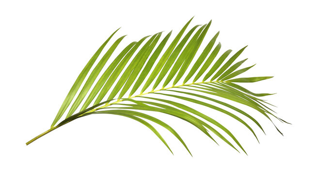Green palm leaf on transparent background