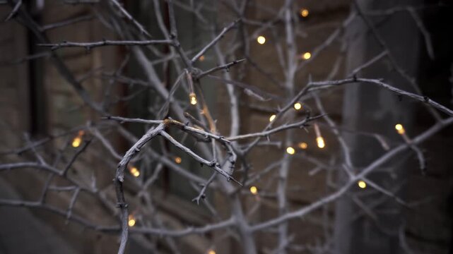 Bare, thorny branches, possibly white, adorned with delicate string lights. Warm yellow glow illuminates intricate branch structure. Cozy, festive atmosphere, suitable winter decoration. Blurred archi